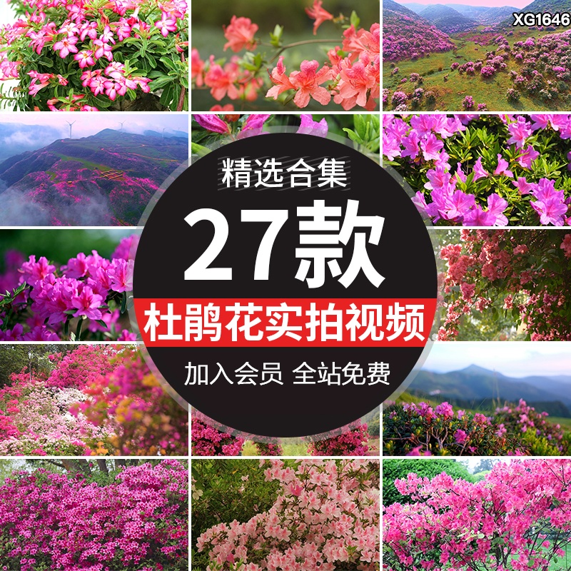 杜鹃花盛开漫山唯美春天花海春暖花开绽放盛开映山红实拍视频素材-向上进化