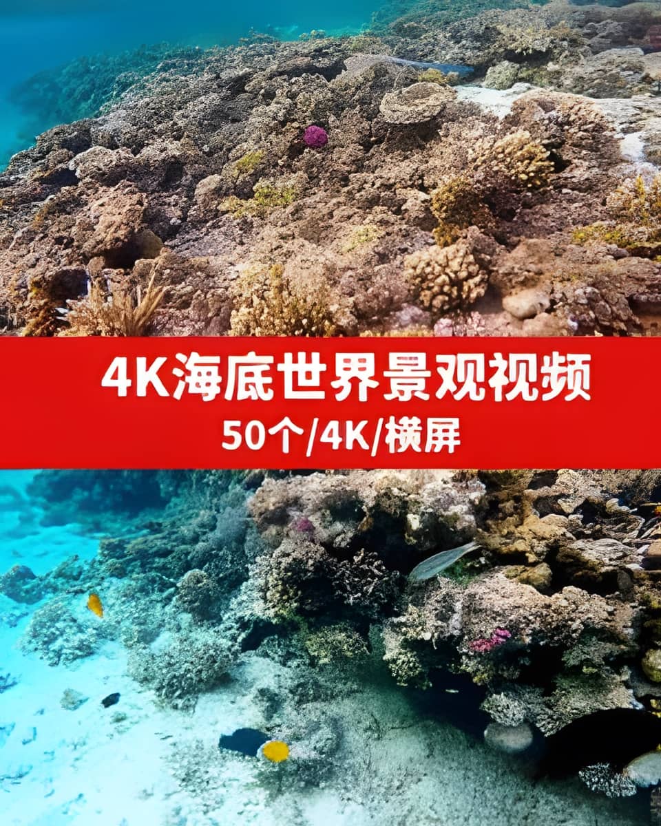 4K海底世界景观视频-向上进化